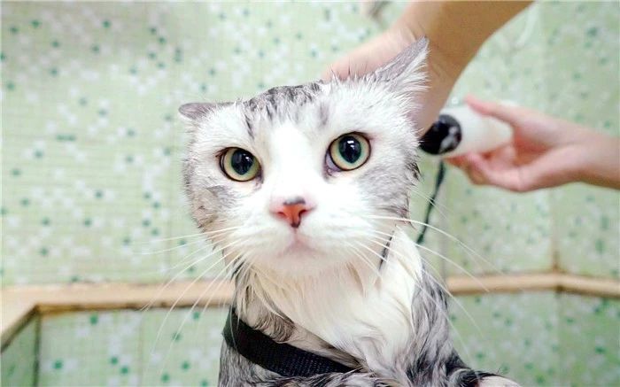 猫咪洗澡容易出现的常见情况,猫咪太小不能洗澡有味道怎么办