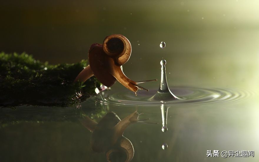 最漂亮的蜗牛图片,100幅蜗牛图片