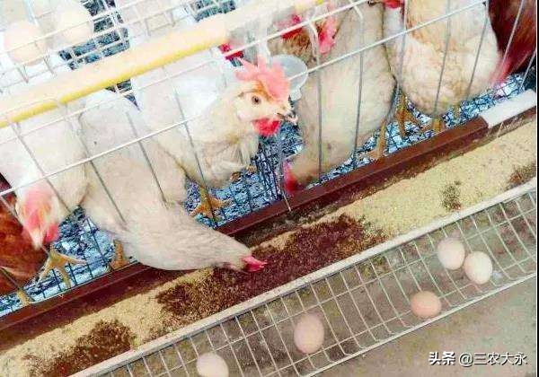 鸡为什么会流口水,鸡老是吐水什么病