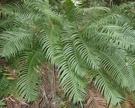 苏铁蕨与苏铁有什么区别,苏铁蕨的生长条件