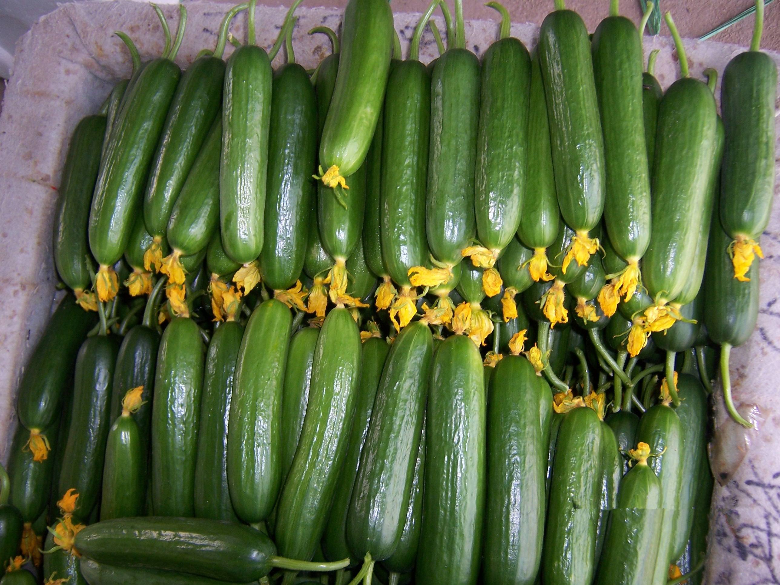 黄瓜弯曲的原因及解决方法,黄瓜生长期间怎么预防病害