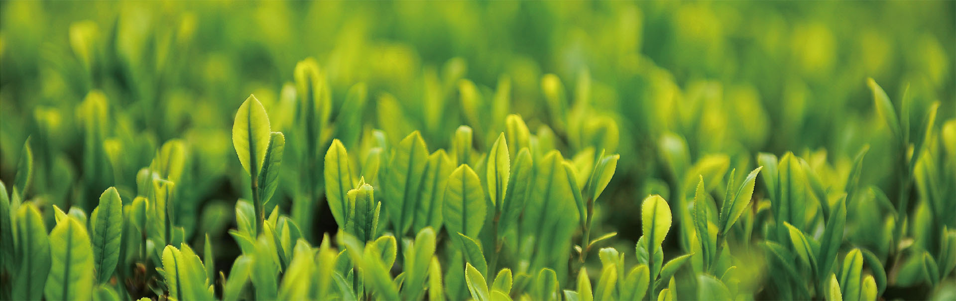 八宝茶牌子推荐,青海八宝茶和宁夏八宝茶哪个好喝