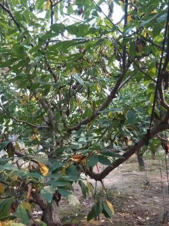 樱桃树的早期落叶病怎么防治,樱桃树早期落叶病的治疗