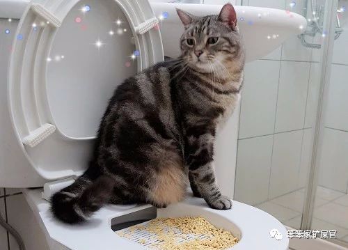 猫咪尿血怎么处理最好,猫咪尿血怎么治疗好得快