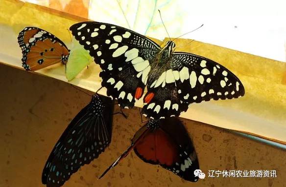 旅顺杏花村风景,旅顺杏花微雨醉春风