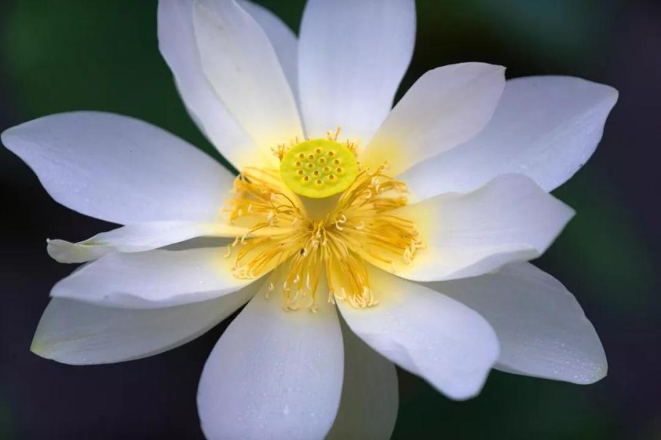 人民币花卉图案分别是什么花,19年第五版人民币花卉