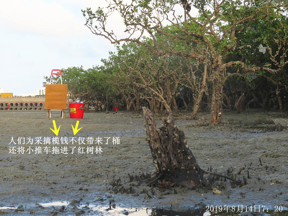 痛心！北海红树林不设防，任你踩任你挖