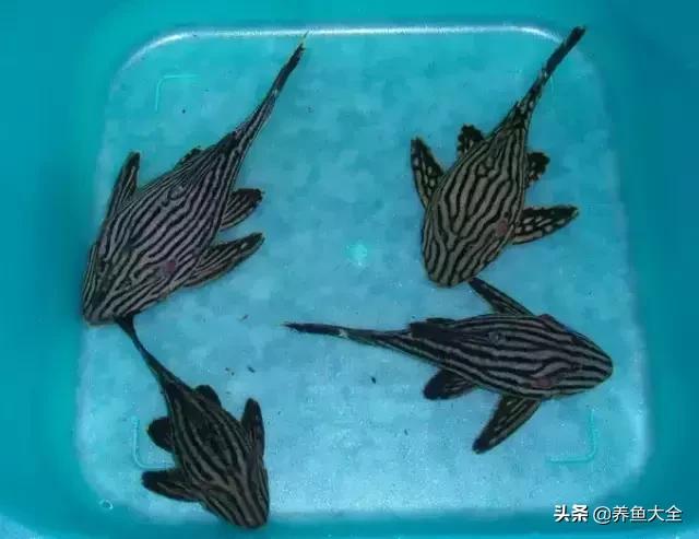 异型鱼饲养指南,异型鱼饲养方法