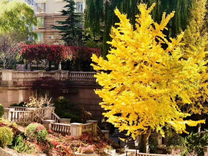 北京棕榈泉国际公寓视频,北京棕榈泉国际公寓是哪年的