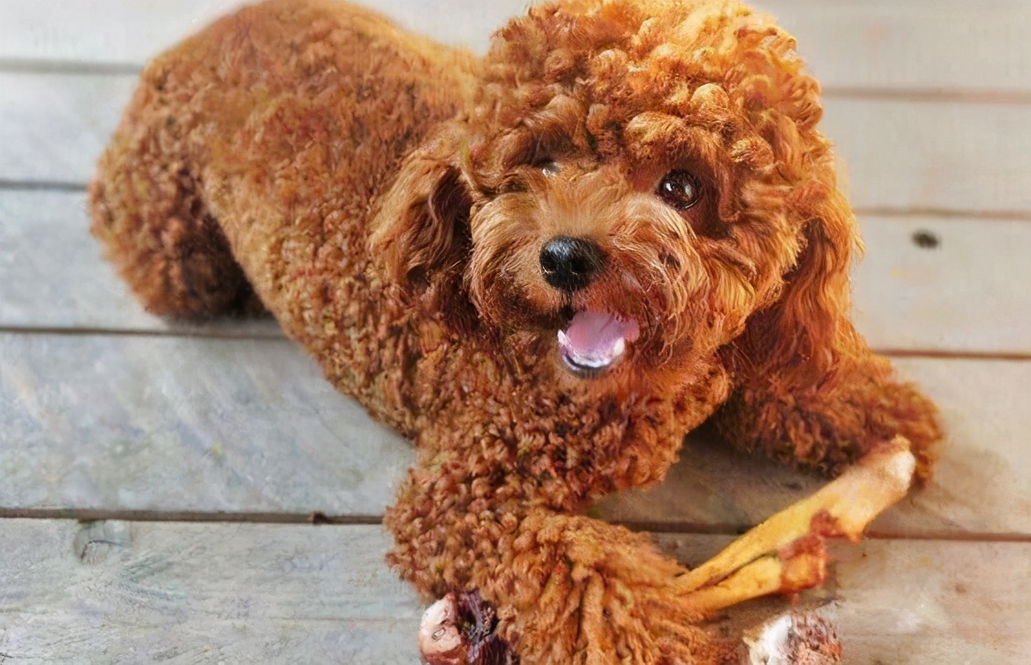 对付挑食泰迪的绝招,怎么解决泰迪挑食的问题