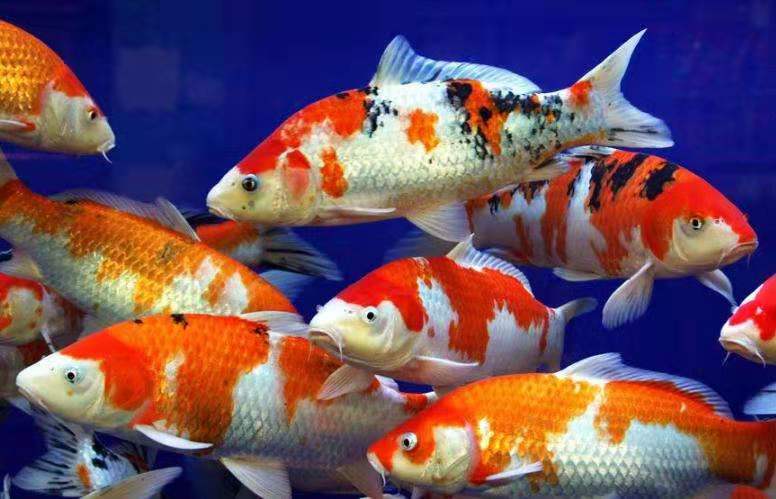 最容易养的中型观赏鱼冷水鱼,最适合家庭饲养的冷水鱼