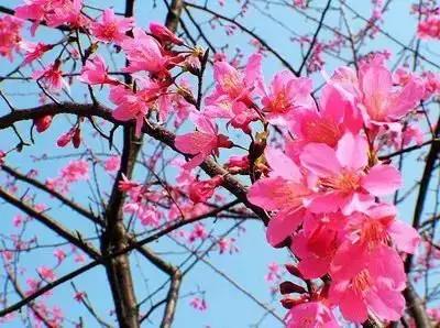 100种花的英文和花语是什么,100种花的花语以及送花礼仪分享