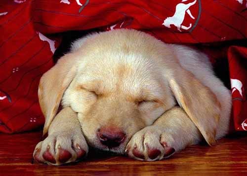 狗狗感冒了怎么办,狗狗感冒了怎么办一直吐舌头