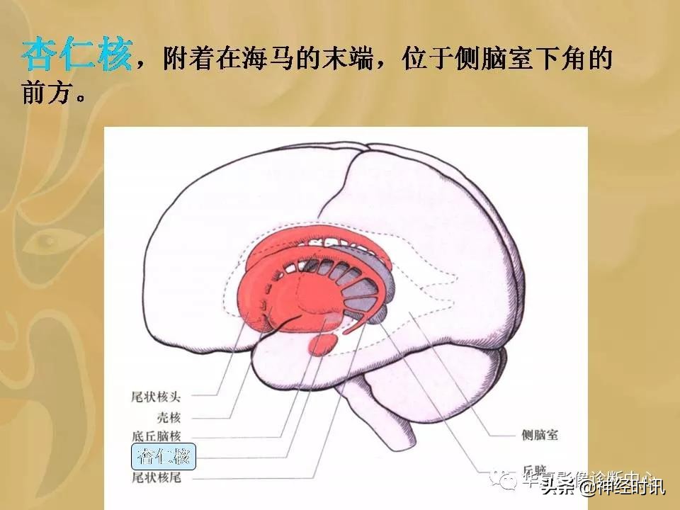 基底节ct解剖示意图,影像解剖图谱怎么用