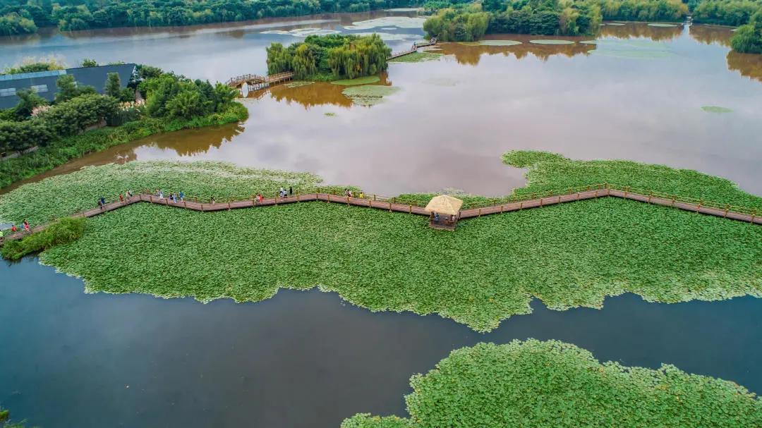 西昌邛海湿地的网红打卡树风景,邛海最美景点