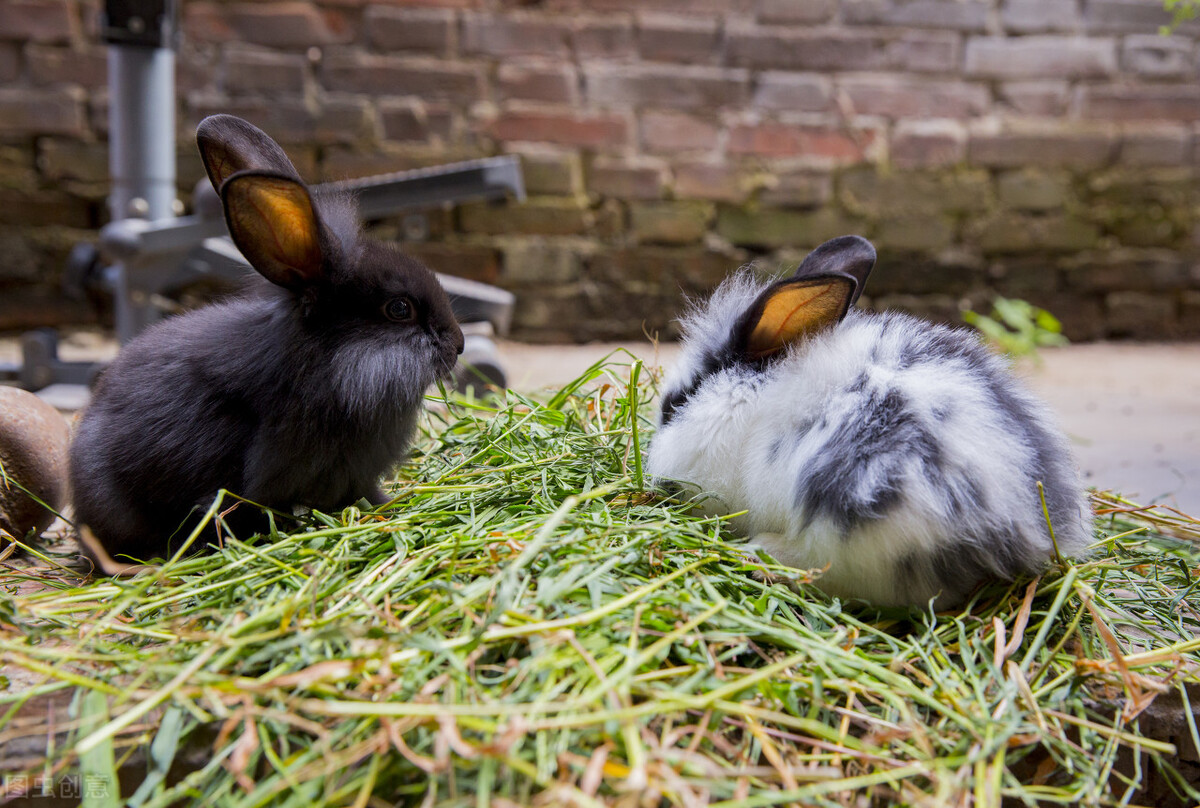 兔子腿发炎了里面有脓怎么办,兔子腿受伤了流血了怎么办