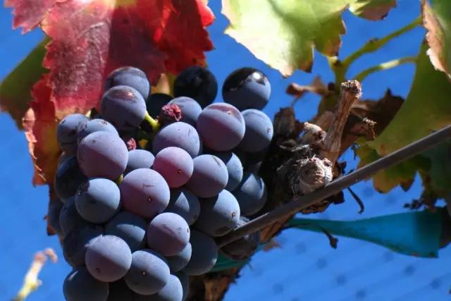 桃红葡萄酒澄清度,桃红葡萄酒感官品评