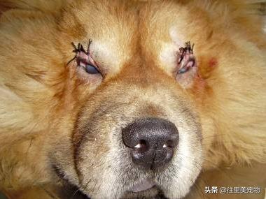 狗狗的眼睛发红怎么处理,狗狗的眼睛红肿怎么办吃什么药