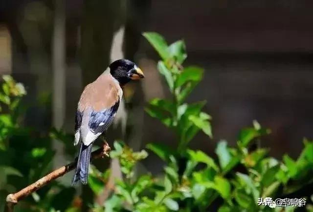 蜡嘴鸟训练技术视频大全,蜡嘴鸟多大开始训
