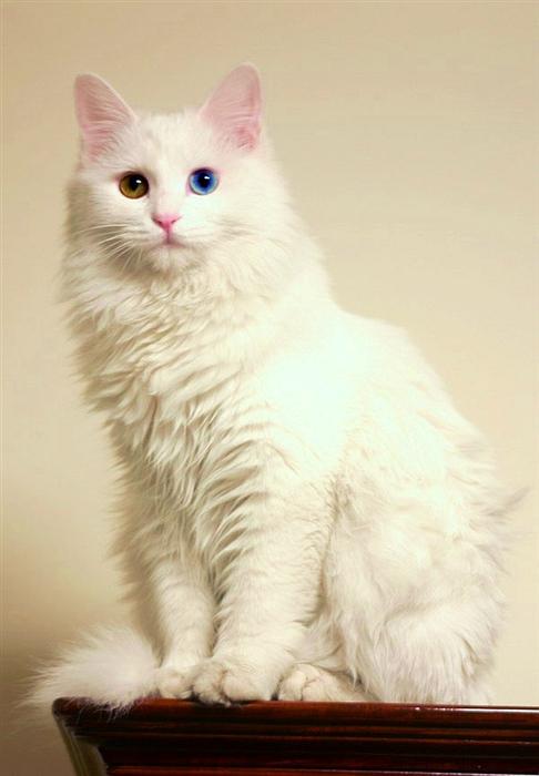 中华田园狮子猫多少钱一只,中华田园猫狮子猫蓝色眼睛