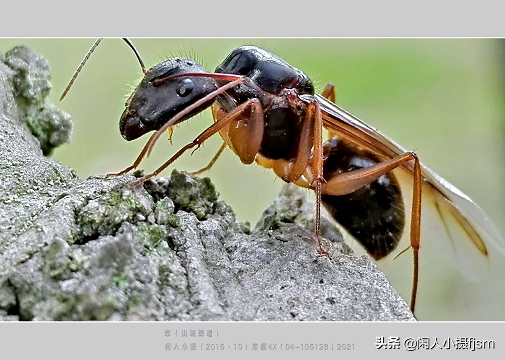 手机昆虫摄影：蚂蚁随处见，手机人人有，有想过用手机拍蚂蚁吗？