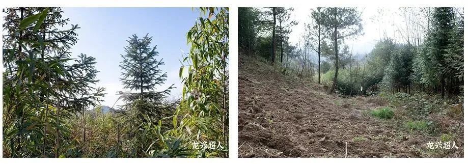 安徽道地药材天麻,天麻的道地药材