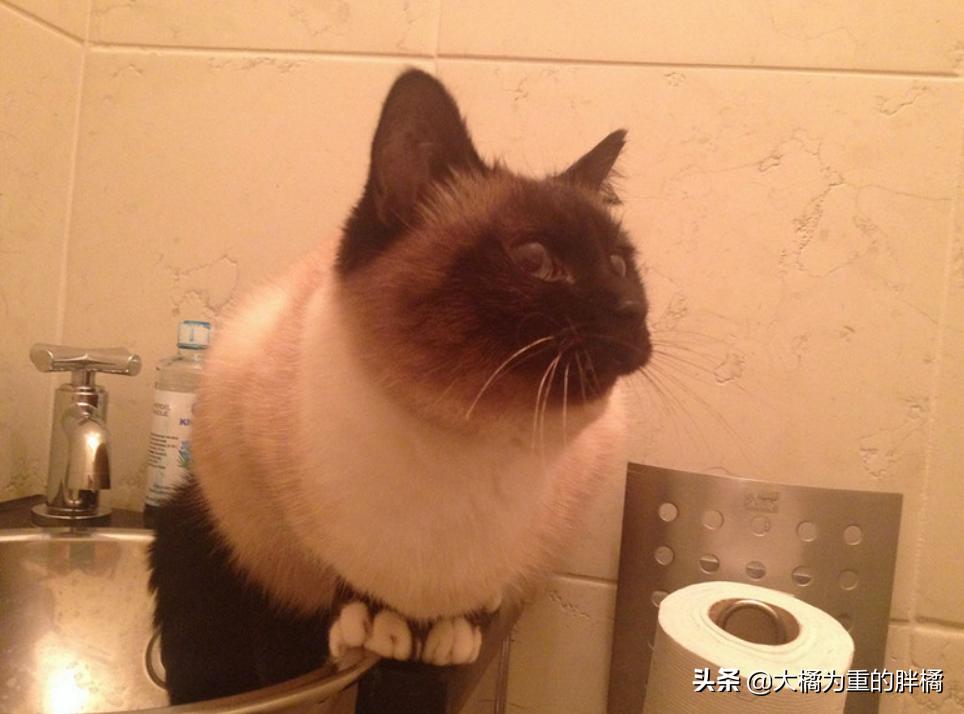 猫咪粪便异常的臭是怎么回事,看猫咪的便便来判断病情