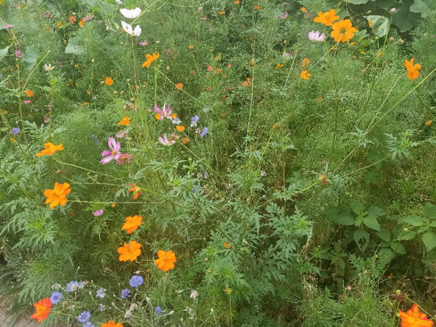 不解风情的雨季,不解风情的风