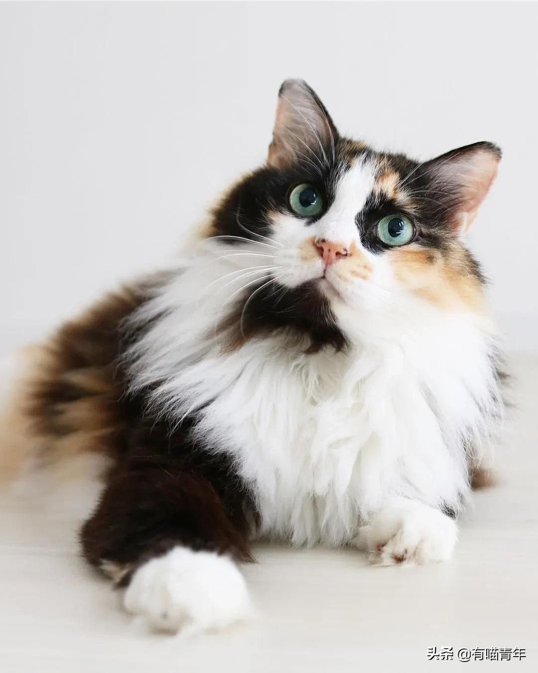 漂亮的三花猫欣赏,最迷人的三花猫