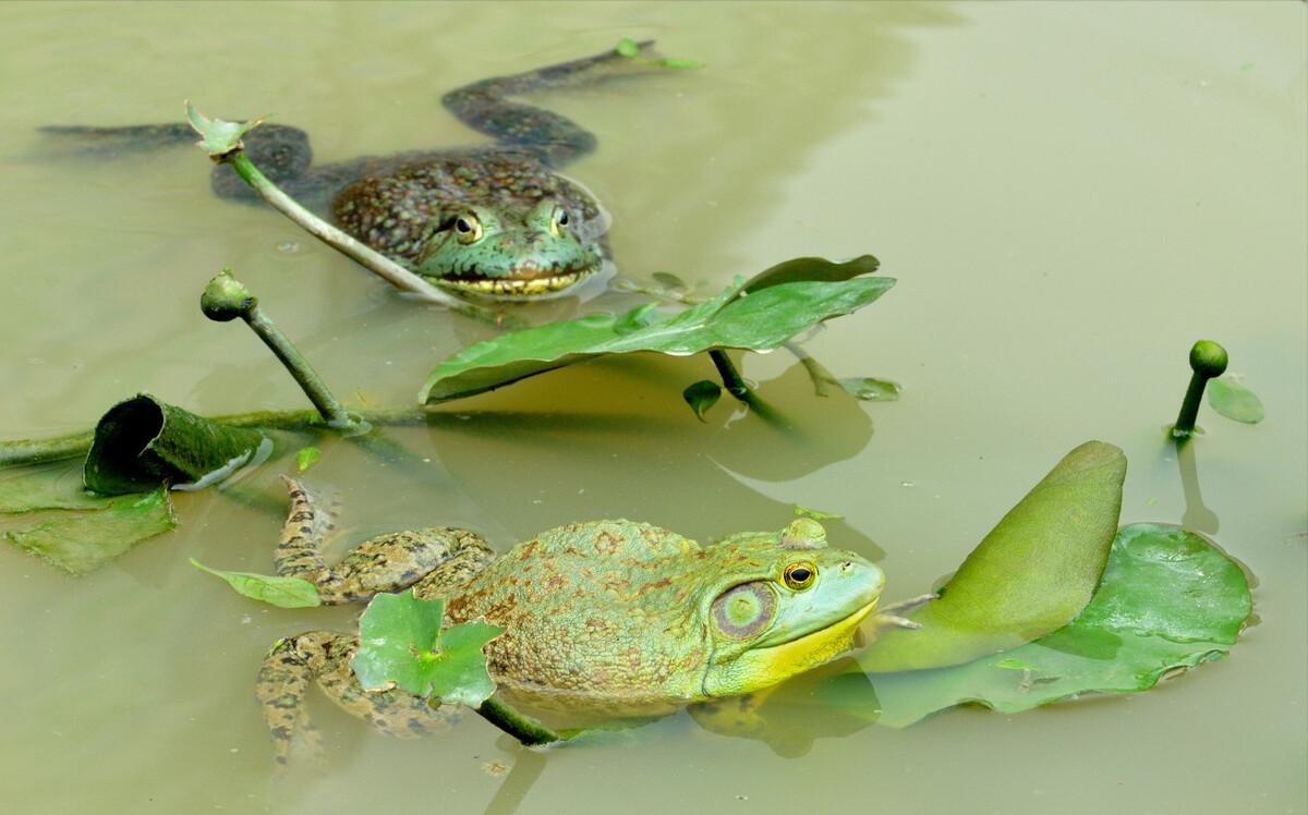 80后创业养殖青蛙视频,农民养青蛙致富项目