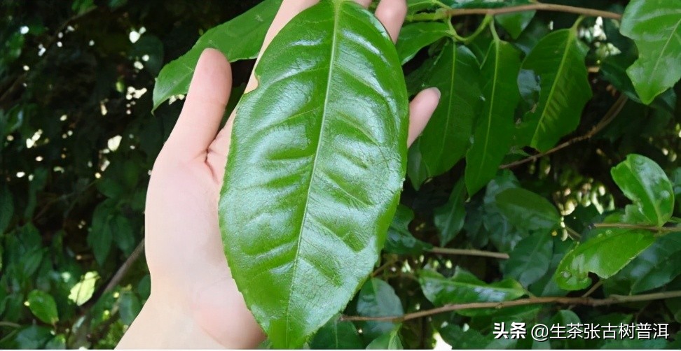 普洱茶里面有点酸味是怎么回事,普洱茶有果酸味