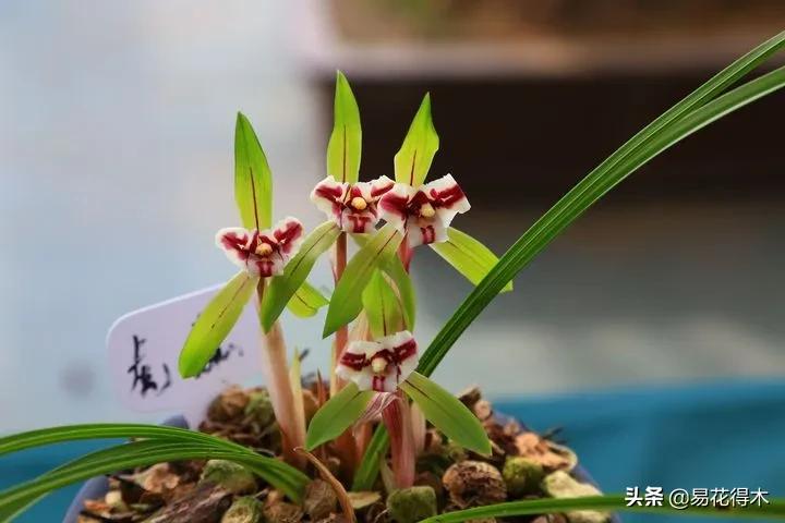 兰花原种老苗是什么,兰花组培和原种有什么区别