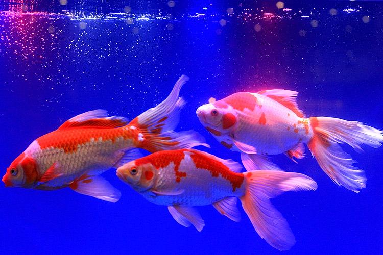 金鱼品种小草金,大尾巴的草金鱼是什么品种