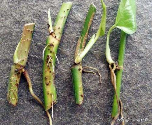 绿萝和绿萝养一起成活率是不是高,成活率高达90%的绿萝扦插方法