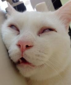 猫咪喜欢舔塑料是什么原因,洗完头猫咪喜欢舔主人头发