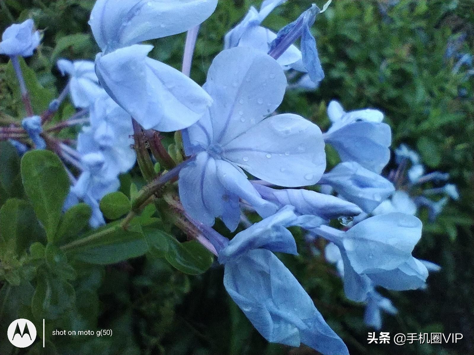 摩托罗拉g51,摩托罗拉g51详细参数