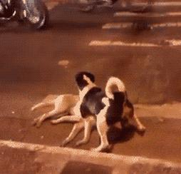 搞笑gif开心一刻单身也挺好,搞笑gif开心视频