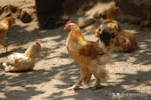 从肥东到肥西买了一只老母鸡,从肥东到肥西买只老母鸡的含义