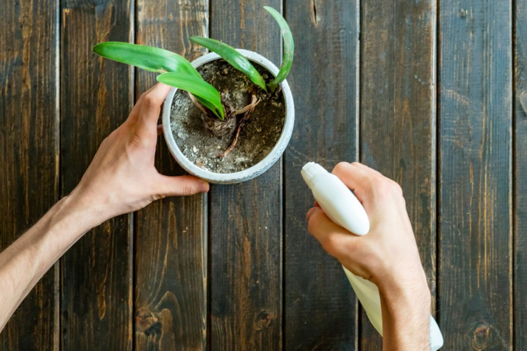 盆栽土壤有小黑飞怎么处理,防小黑飞的植物