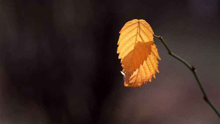 悲情小丑电影,悲情秦腔丑角大全