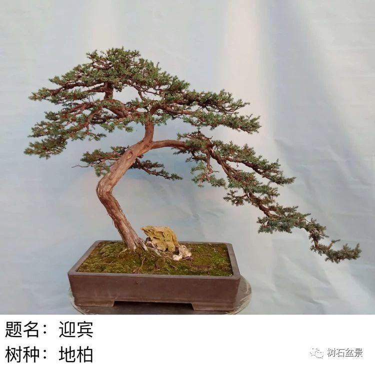 金艳盆景精品欣赏,幸得一知己