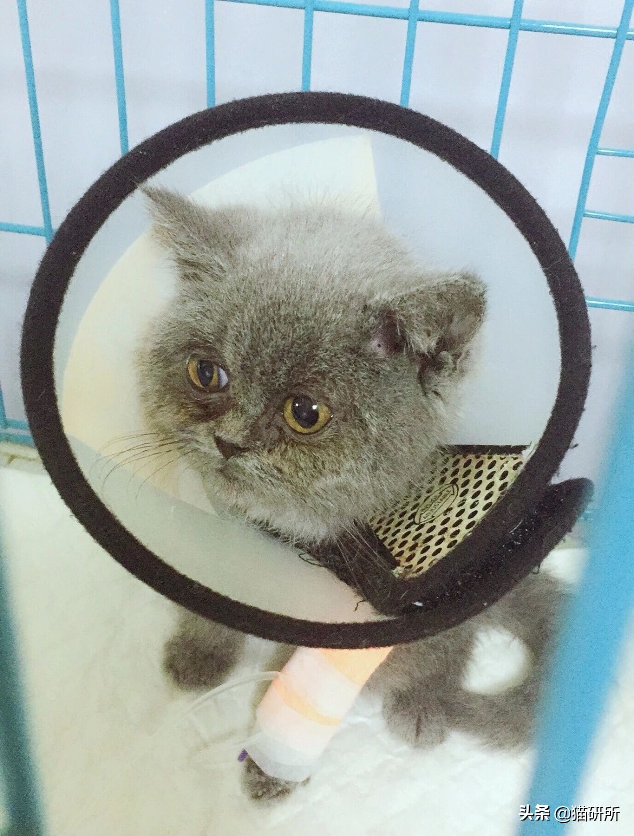 喵星人得了猫癣怎么办,宠物冷知识猫咪得了猫癣该怎么办