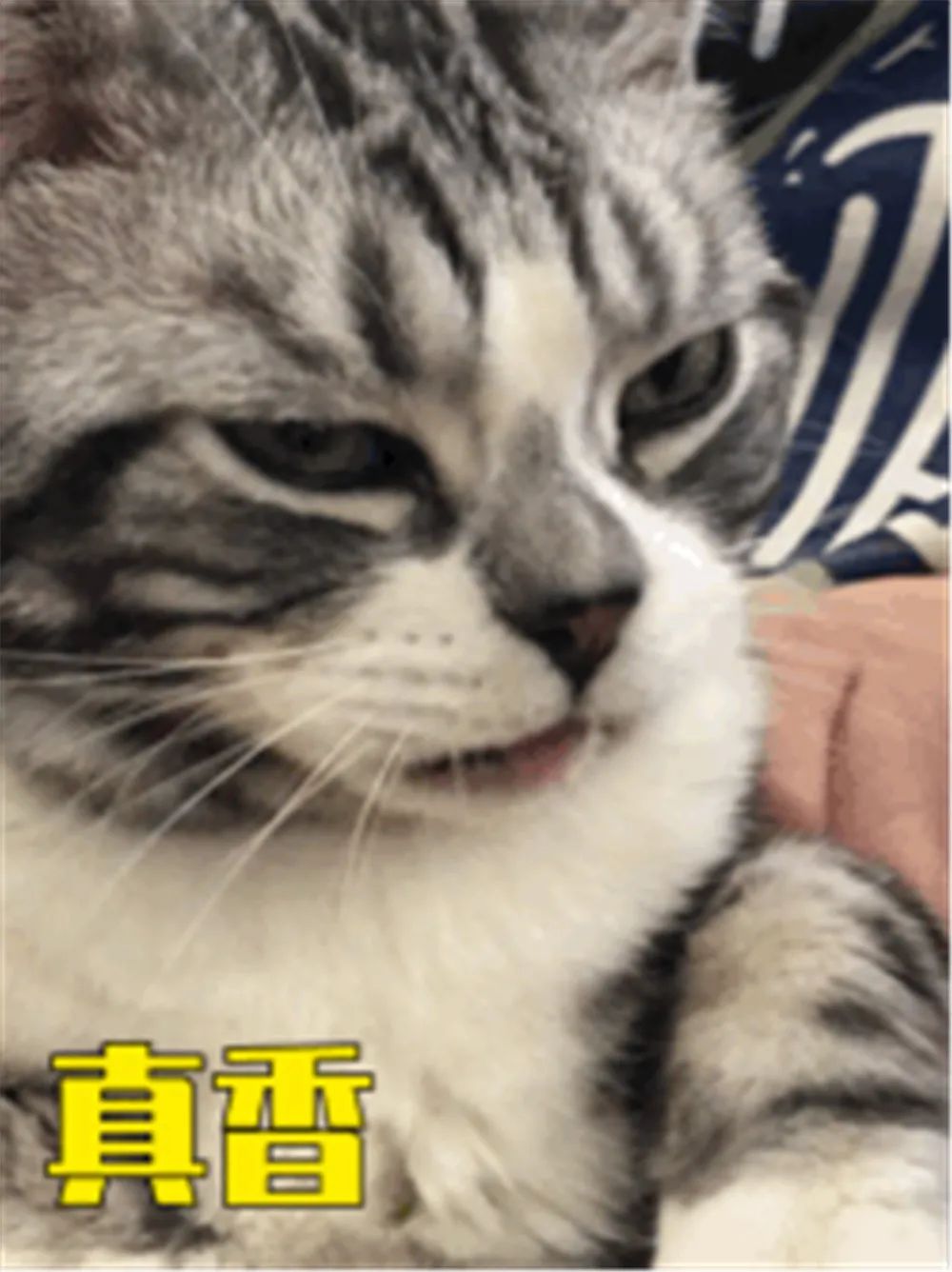 猫咪臭粑粑的解决方法,猫咪窝的屎很臭该怎么办