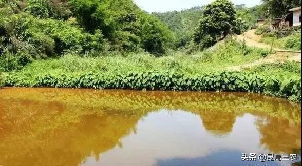 虾塘红黑水怎么去除,虾塘红锈水怎么样处理