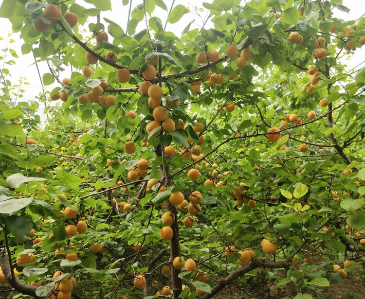 大荔冯村镇金太阳杏,陕西大荔丰园红杏价格