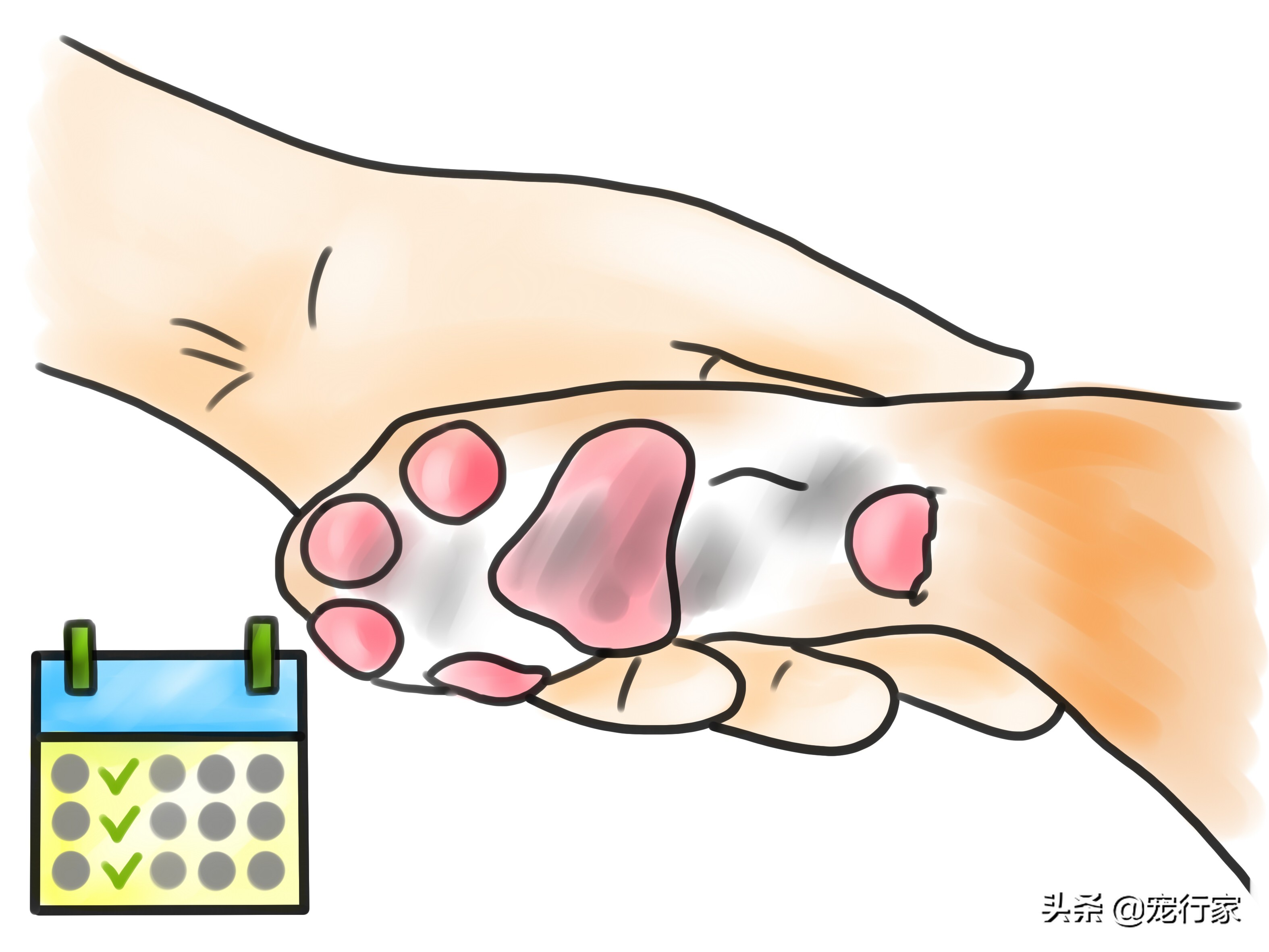 狗狗爪子出血抹什么药膏,狗狗爪子缝里发红怎么办