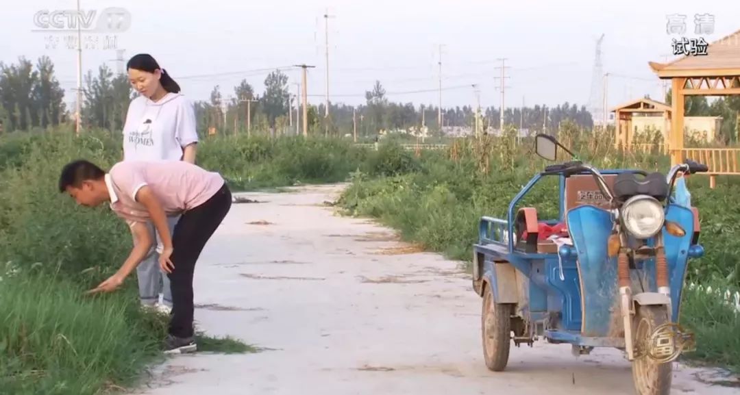 青蛙养殖和蟾蜍养殖,青蛙和癞蛤蟆能够合养吗