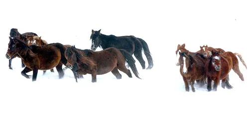 汉武帝被赐名叫什么,汉武帝赐名闻喜