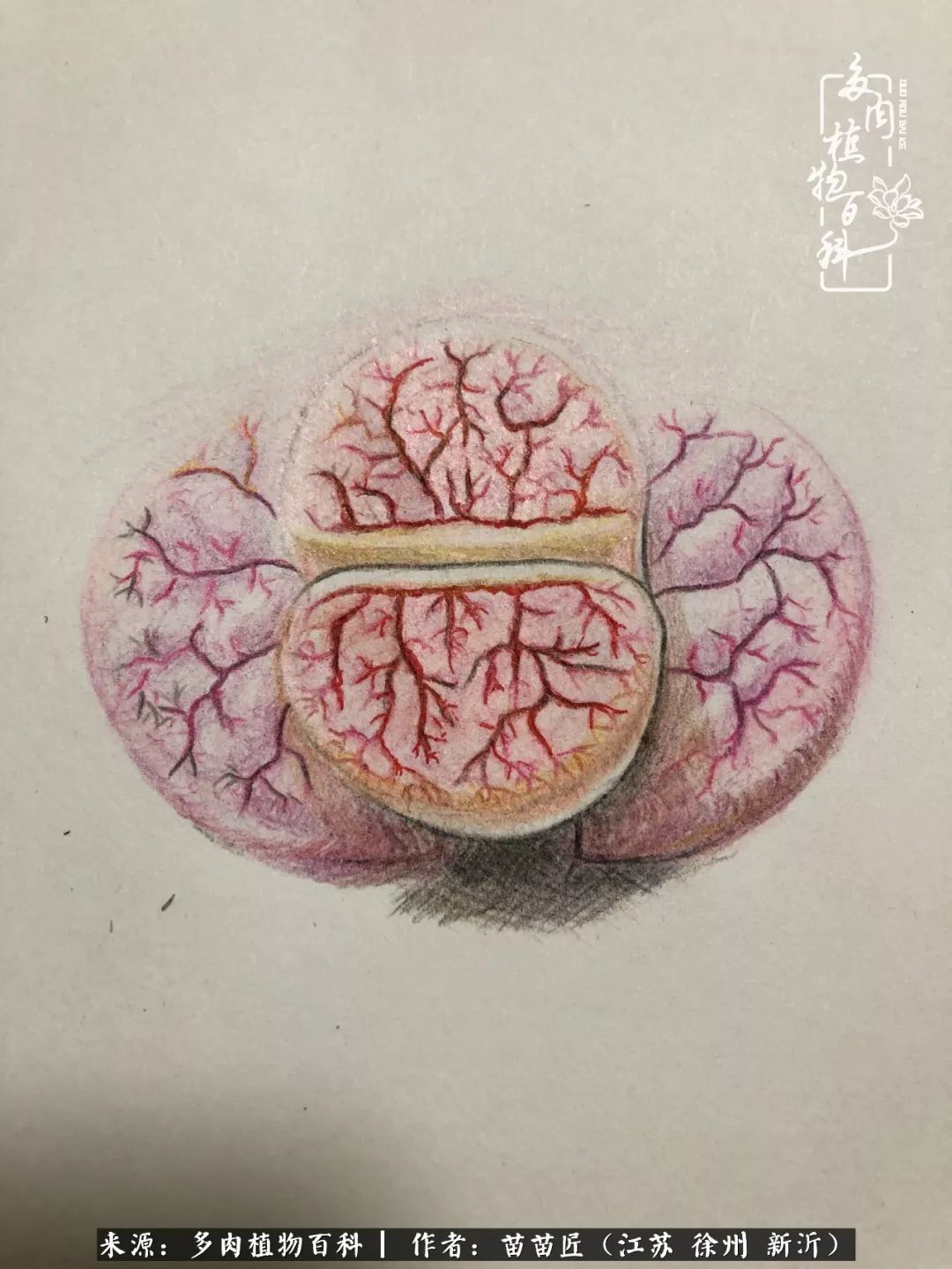 多肉之江湖：众肉友们，修仙渡劫几何了？