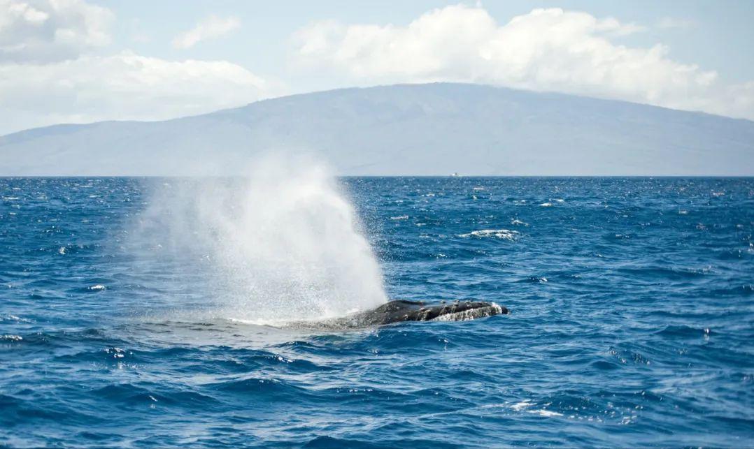 鲸鱼在海里睡觉如何呼吸空气呢,鲸鱼是在水里呼吸还是在地面呼吸